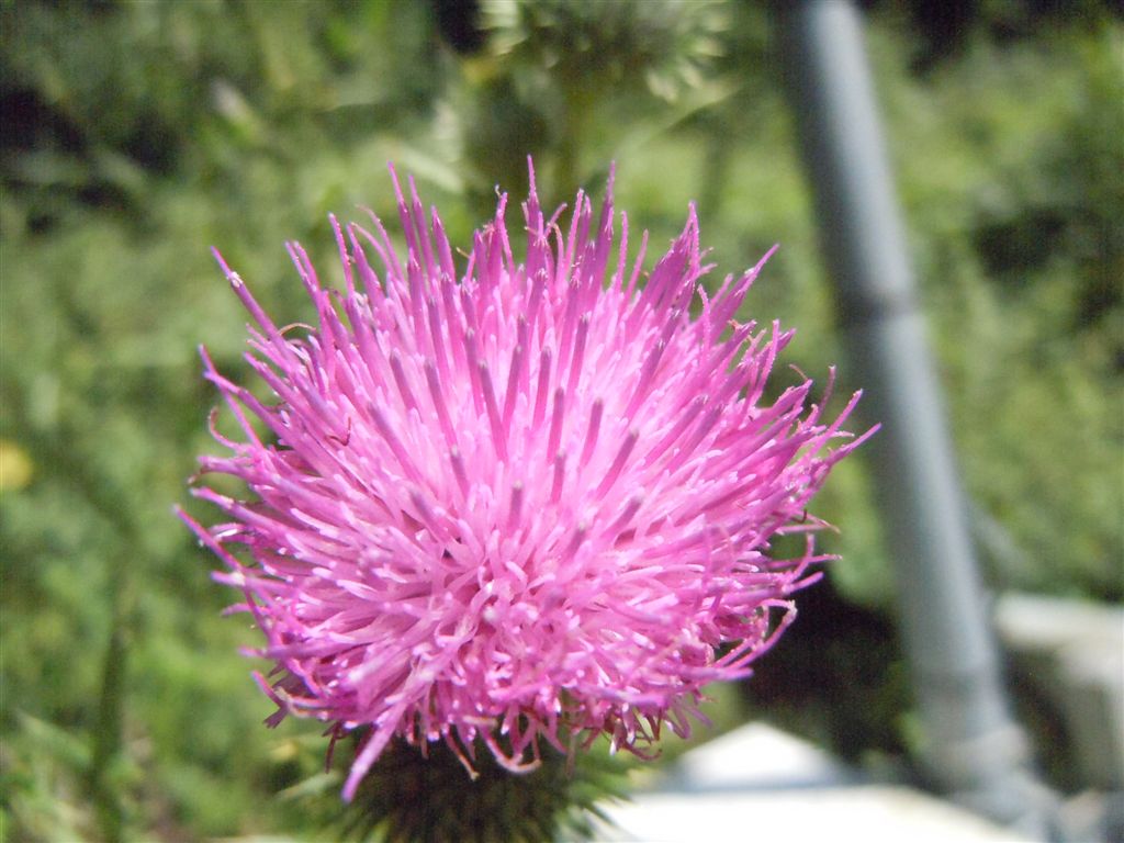 Cirsium vulgare